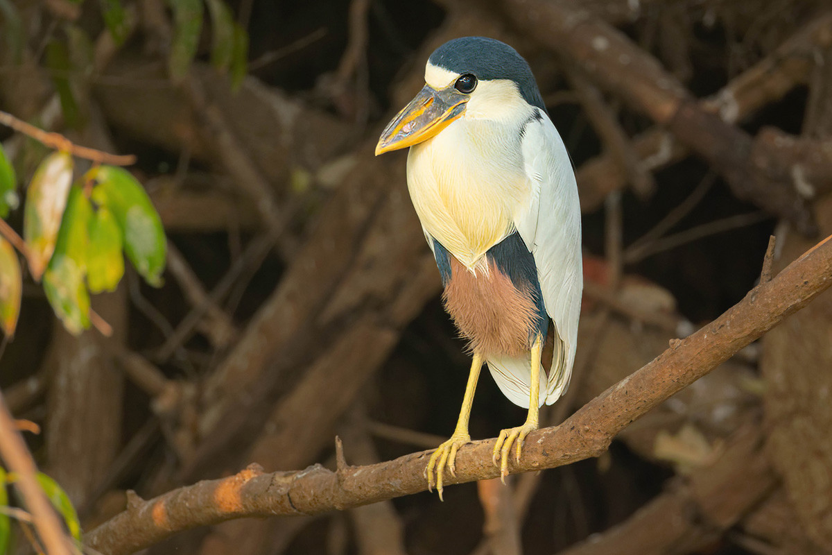 2024-09-19 045 Juvenile Boat-billed Heron.jpg