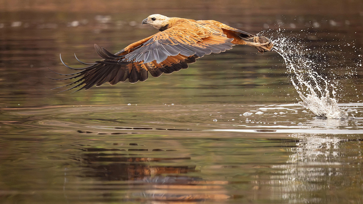 2024-09 Brazil - Black-collared Hawk in Flight with Fish.jpg