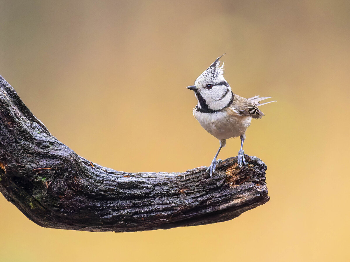 2024-11-15 14 Crested Tit.jpg