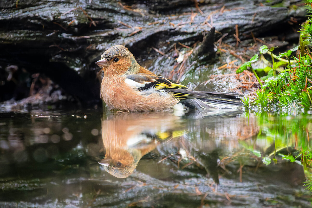 2024-11-15 82 Common Chaffinch.jpg