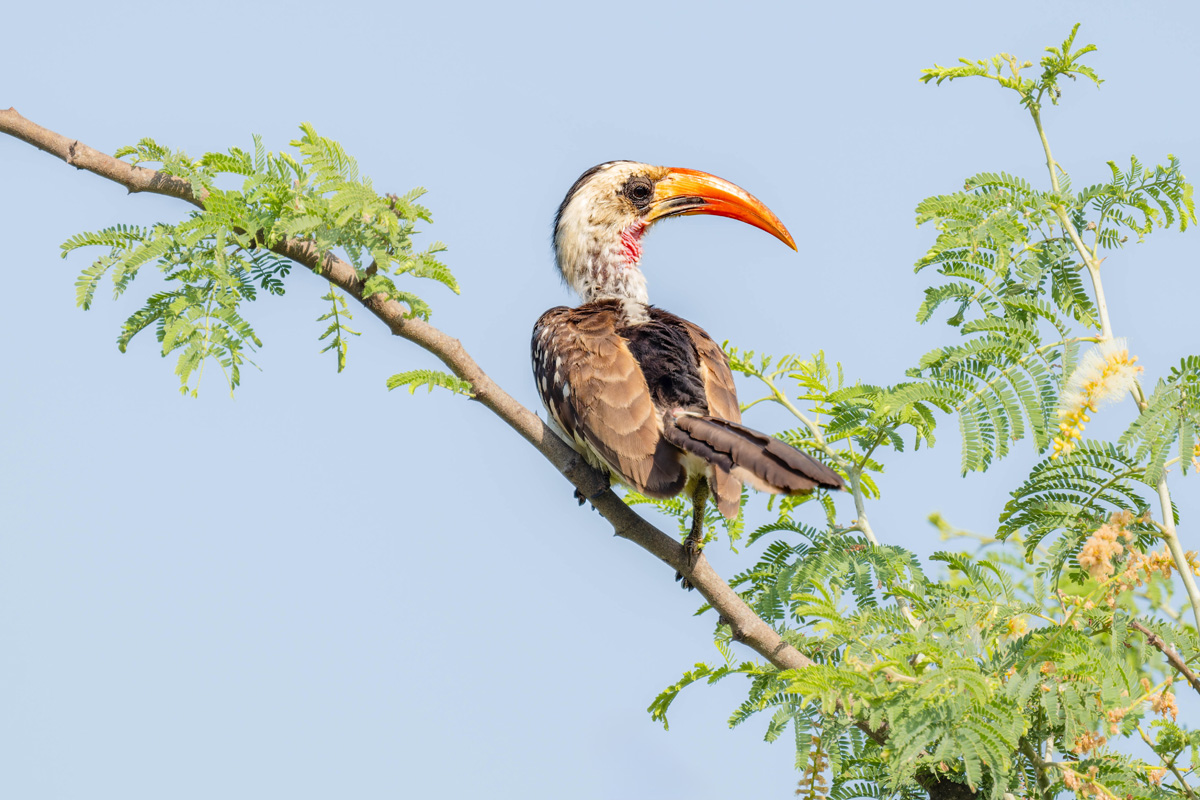 2024-12-12 006 Western Red-billed Hornbill.jpg