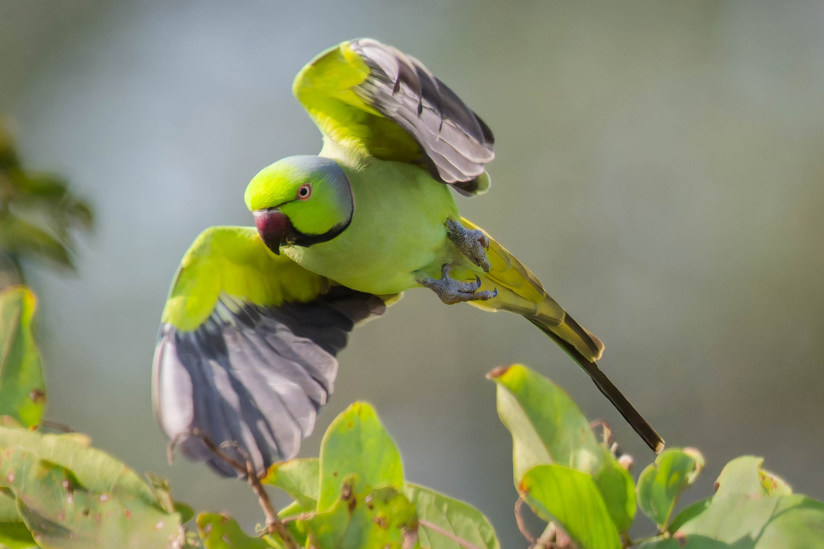 2024-12-12 014 Rose-ringed Parakeet in Flight.jpg