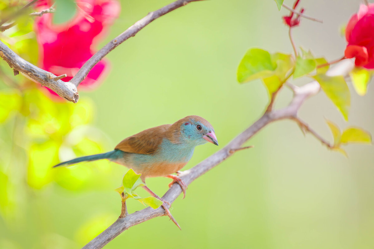 2024-12-12 047 Female Red-cheeked Cordon-bleu.jpg