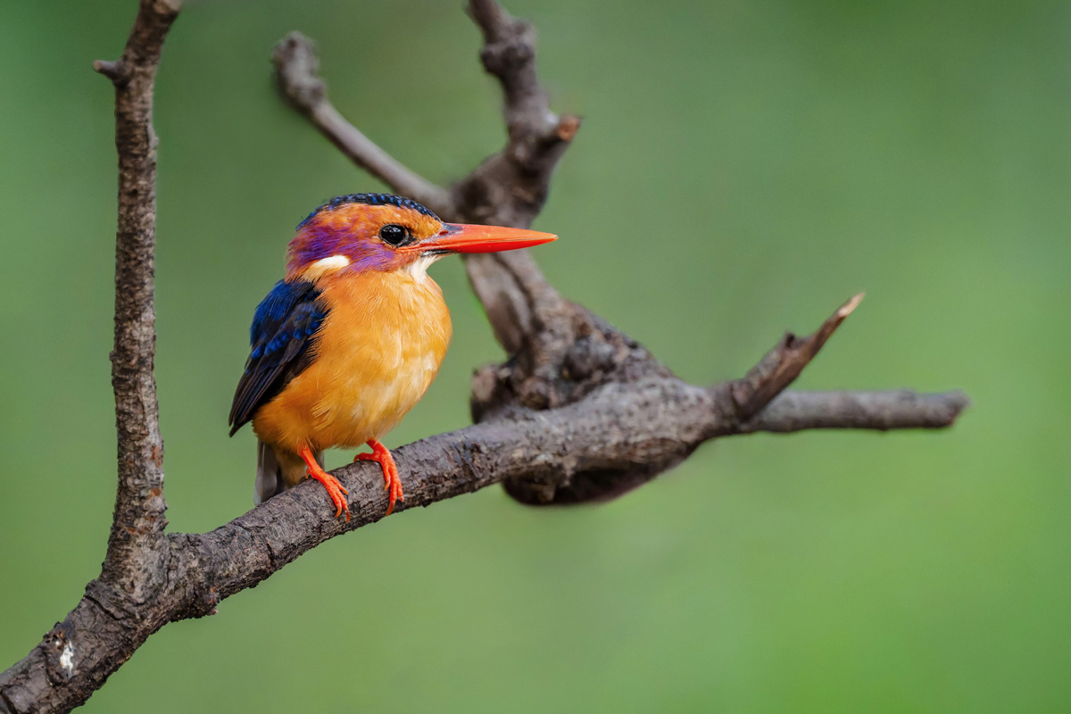 2024-12-13 002 African Pygmy Kingfisher.jpg