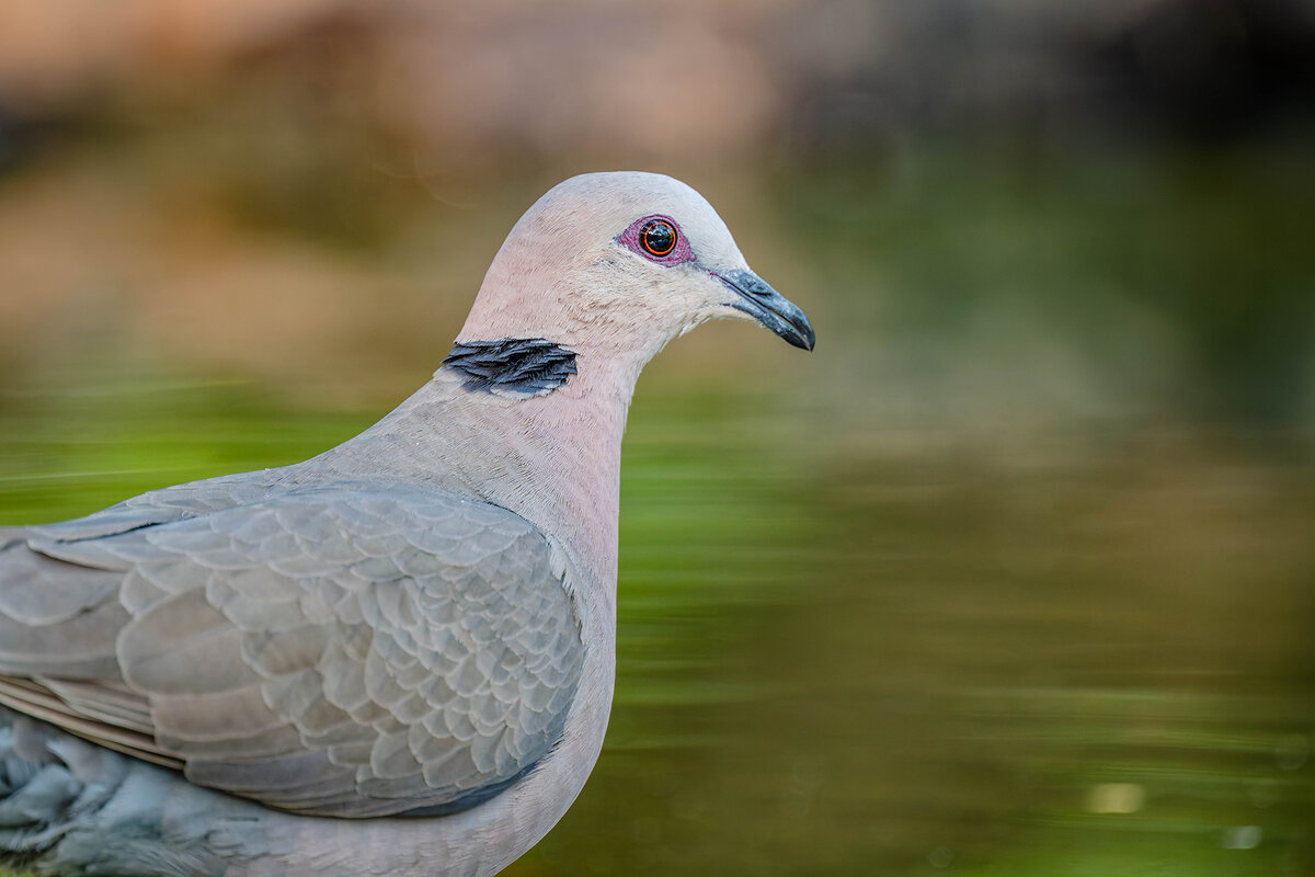 2024-12-13 005 Red-eyed Dove.jpg
