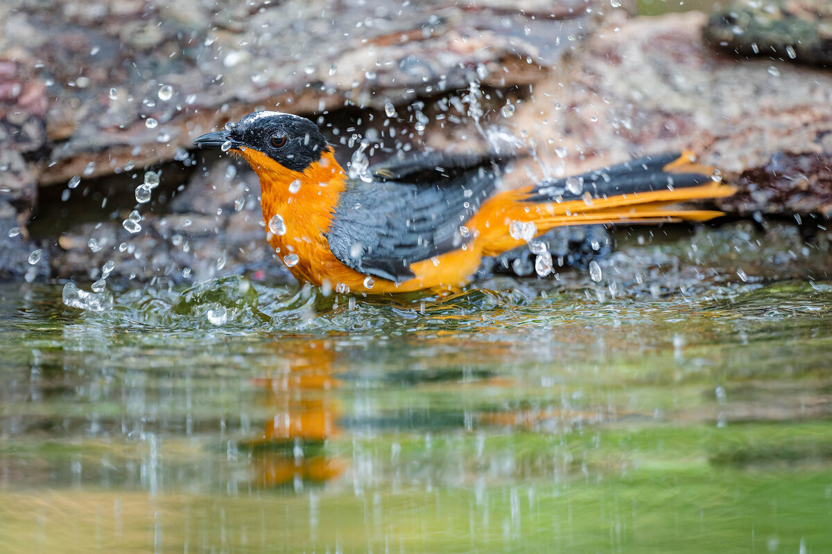 2024-12-13 009 Snowy-crowned Robin-chat.jpg