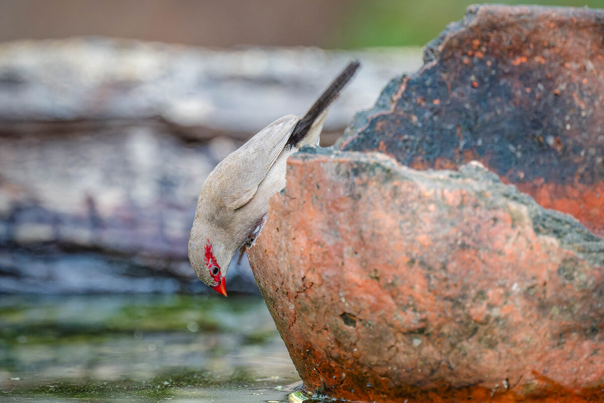 2024-12-13 013 Black-rumped Waxbill.jpg