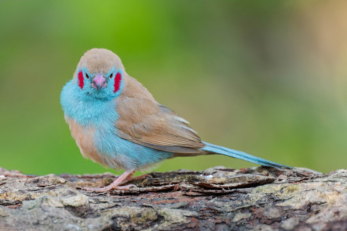 2024-12-13 028 Red-cheeked Cordon-bleu.jpg