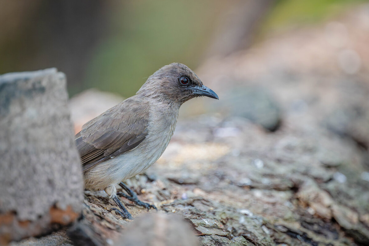 2024-12-13 031 Female Greater Honeyguide.jpg