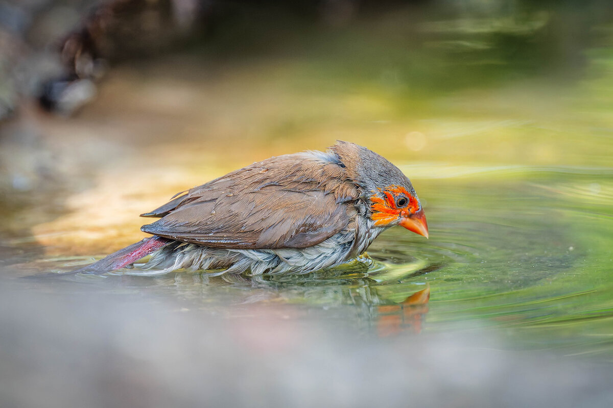 2024-12-13 034 Orange-cheeked Waxbill.jpg