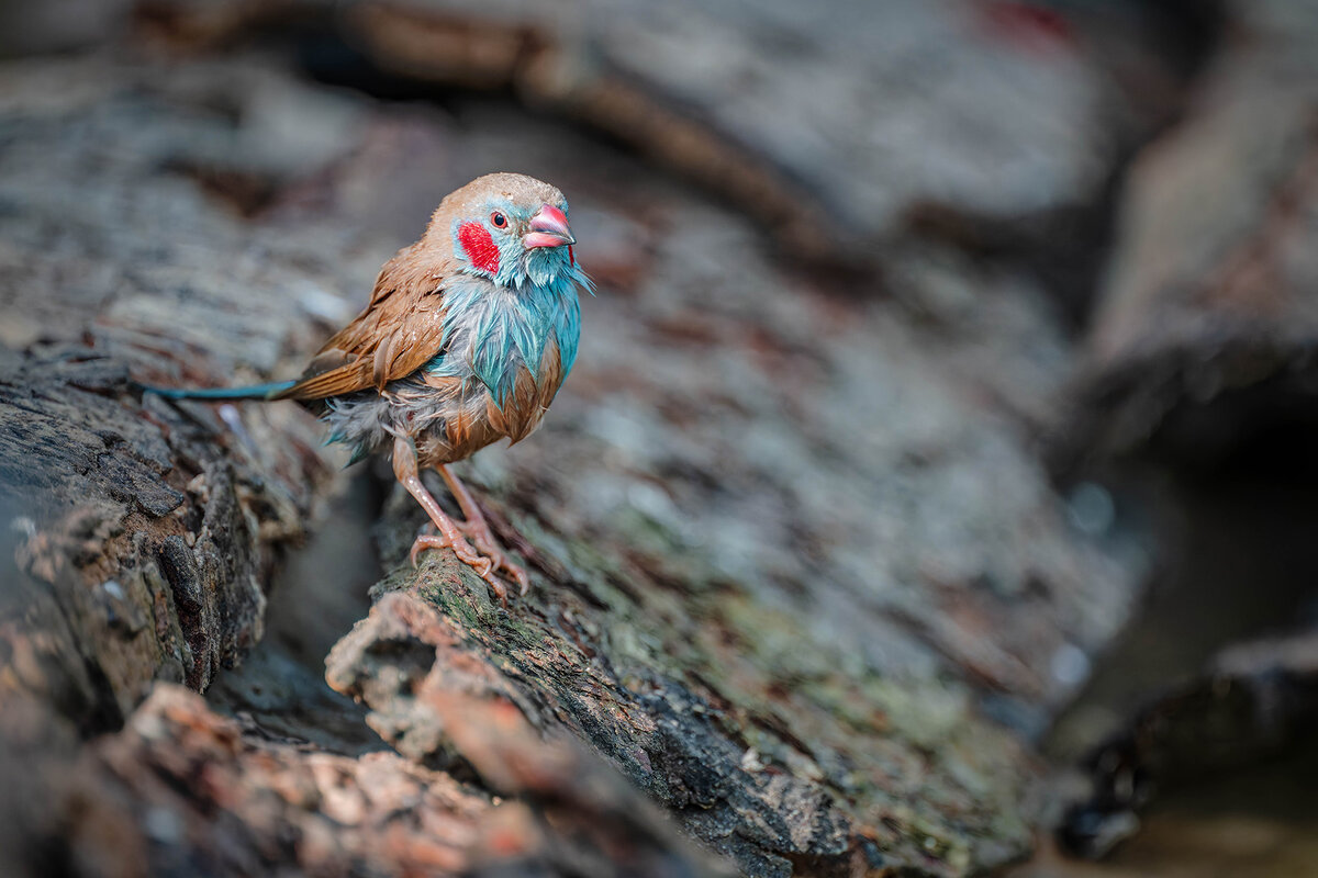 2024-12-13 036 Red-cheeked Cordon-bleu.jpg
