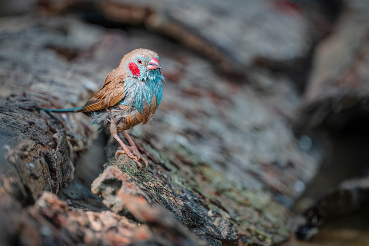 2024-12-13 036 Red-cheeked Cordon-bleu.jpg