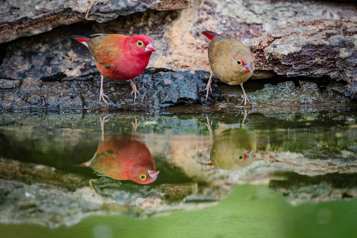 2024-12-13 044 Red-billed Firefinches.jpg