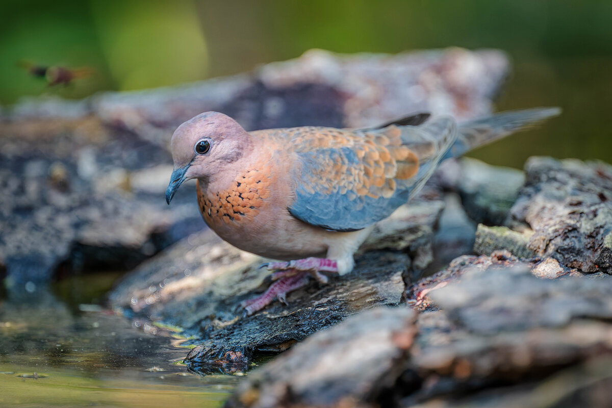 2024-12-13 046 Laughing Dove.jpg