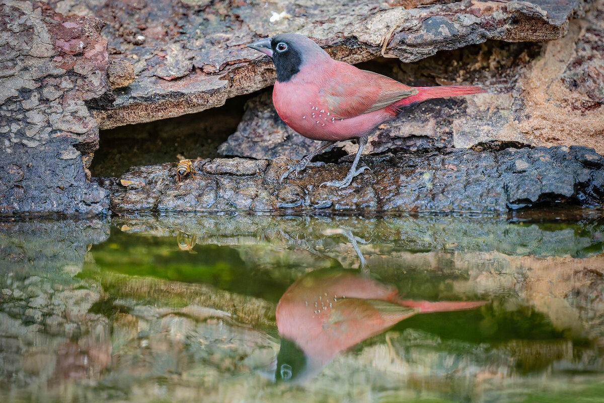 2024-12-13 047 Black-faced Firefinch.jpg