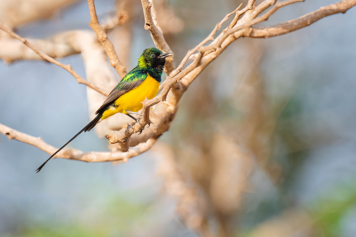 2024-12-14 009 Pygmy Sunbird.jpg