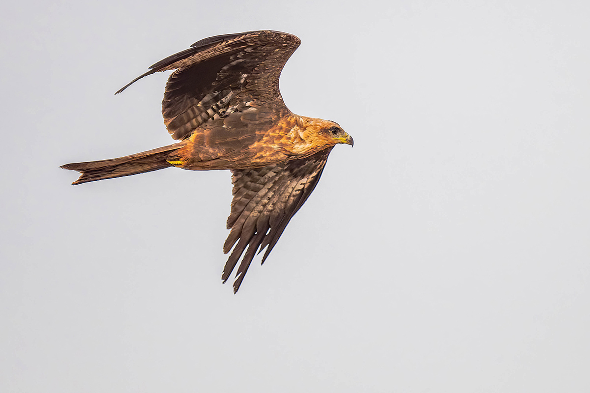 2024-12-14 017 Black Kite in Flight.jpg