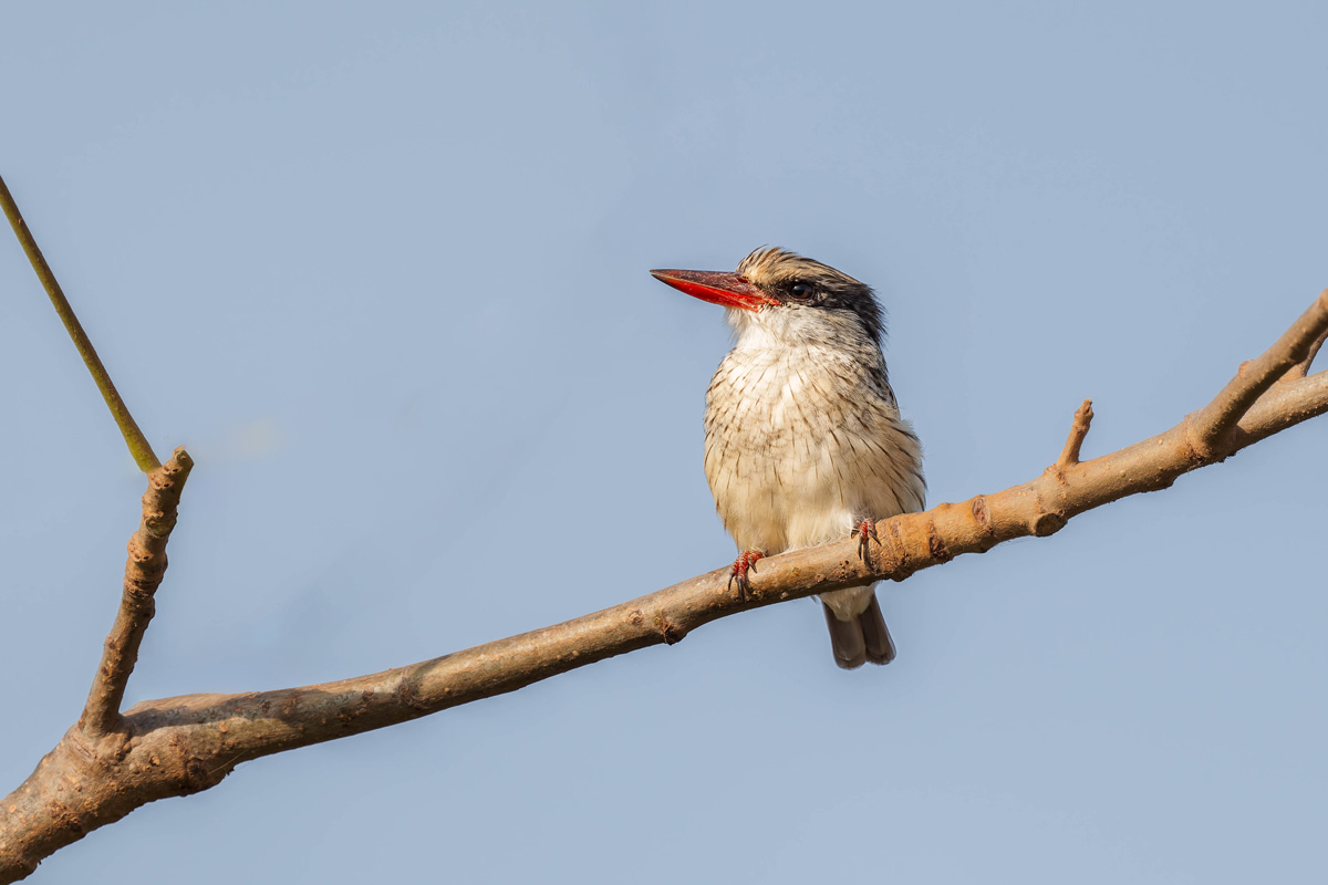 2024-12-14 031 Striped Kingfisher.jpg