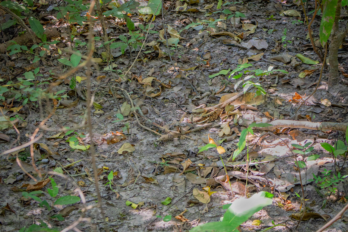 2024-12-14 073 Long-tailed Nightjar.jpg
