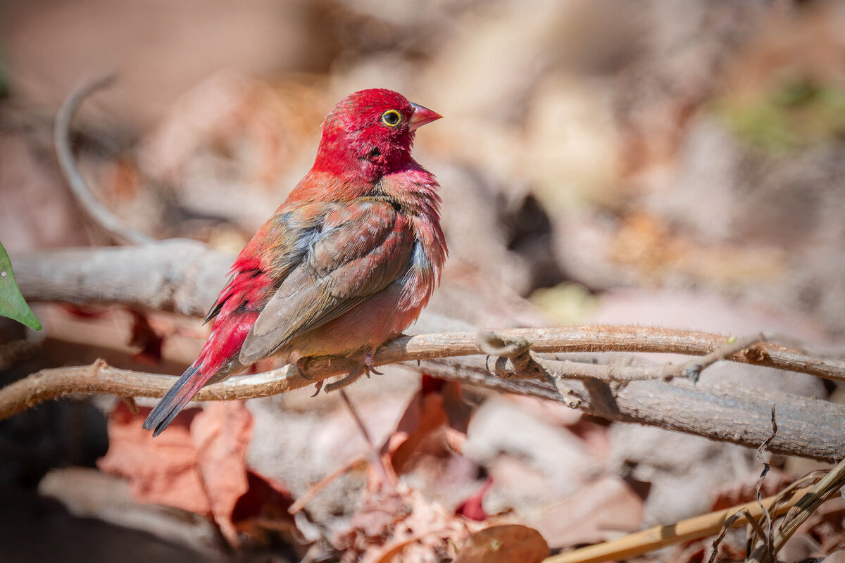 2024-12-14 079 Red-billed Firefinch.jpg