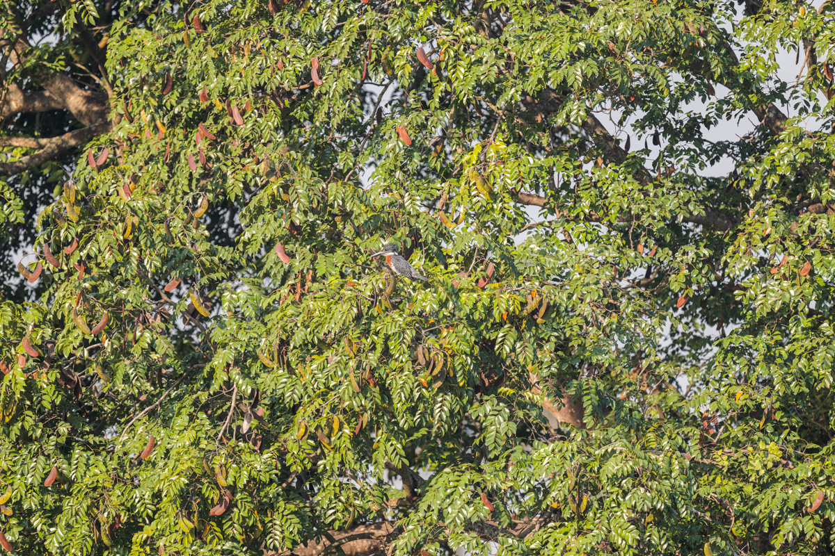 2024-12-15 008 Giant Kingfisher.jpg