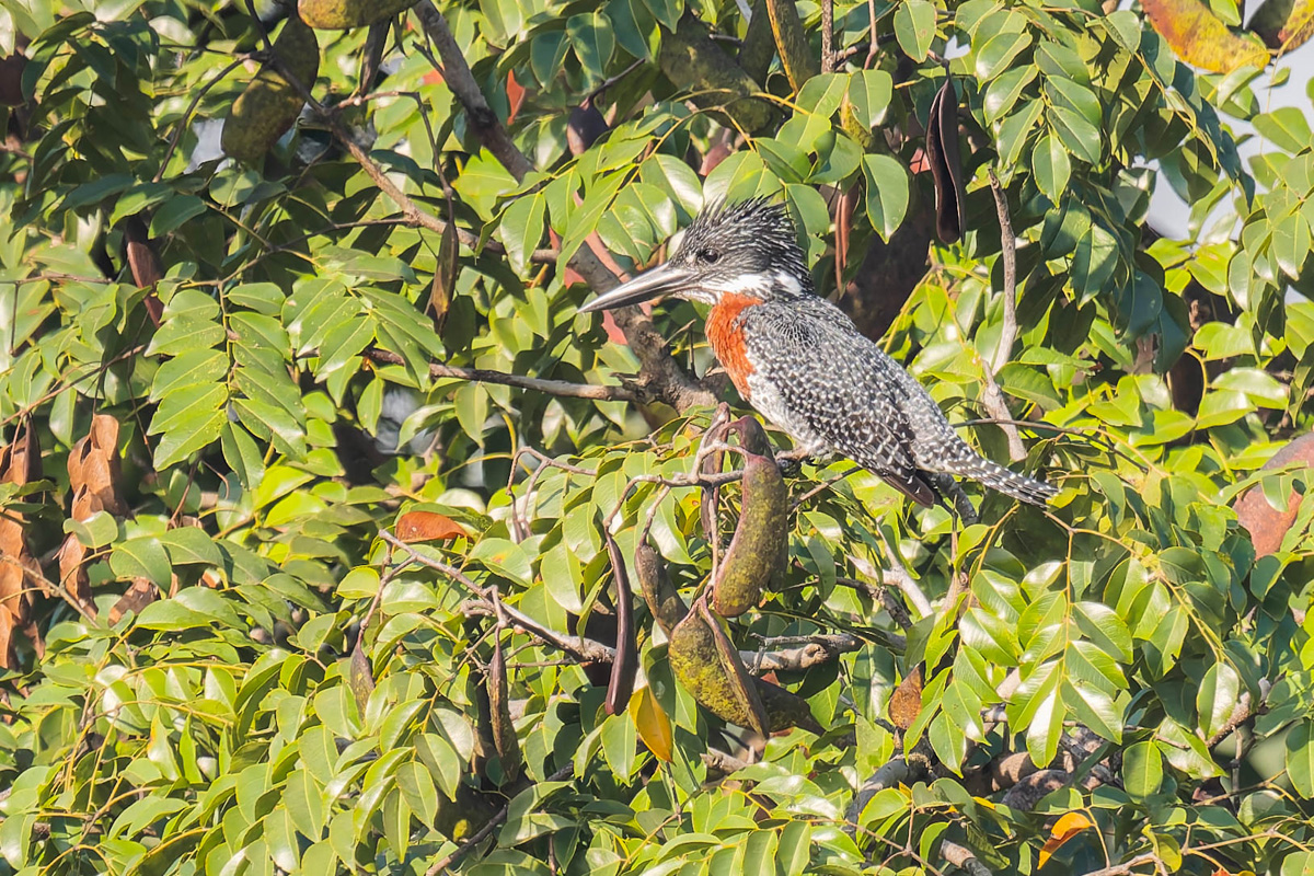2024-12-15 009 Giant Kingfisher.jpg