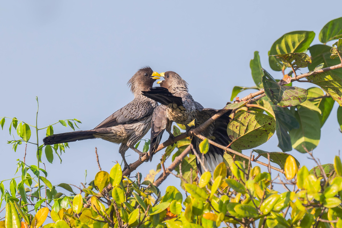 2024-12-15 016 Western Plaintain Eaters.jpg
