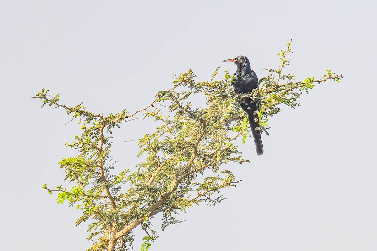 2024-12-15 040 Green Wood Hoopoe.jpg