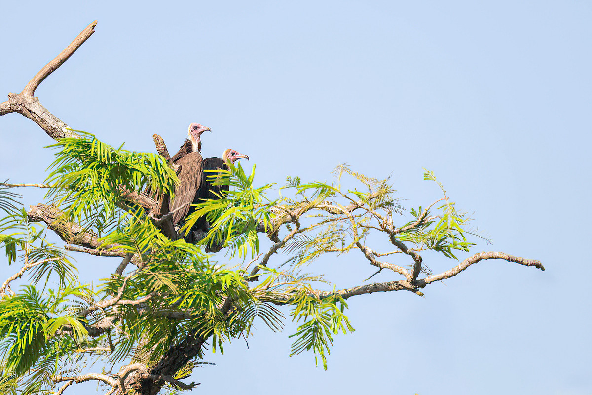 2024-12-15 048 Hooded Vultures.jpg