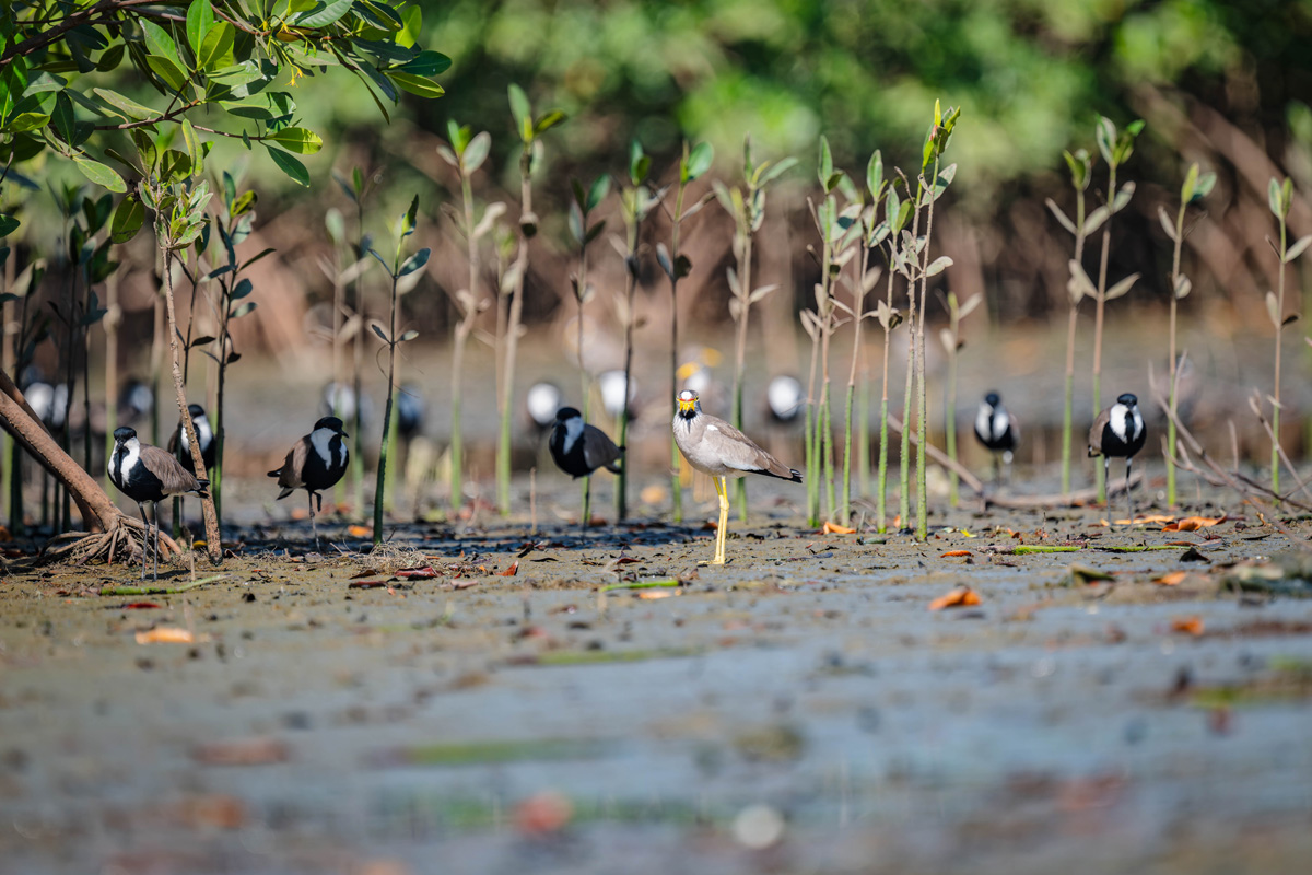 2024-12-15 111 African Wattled Lapwing and Black-headed Lapwings.jpg
