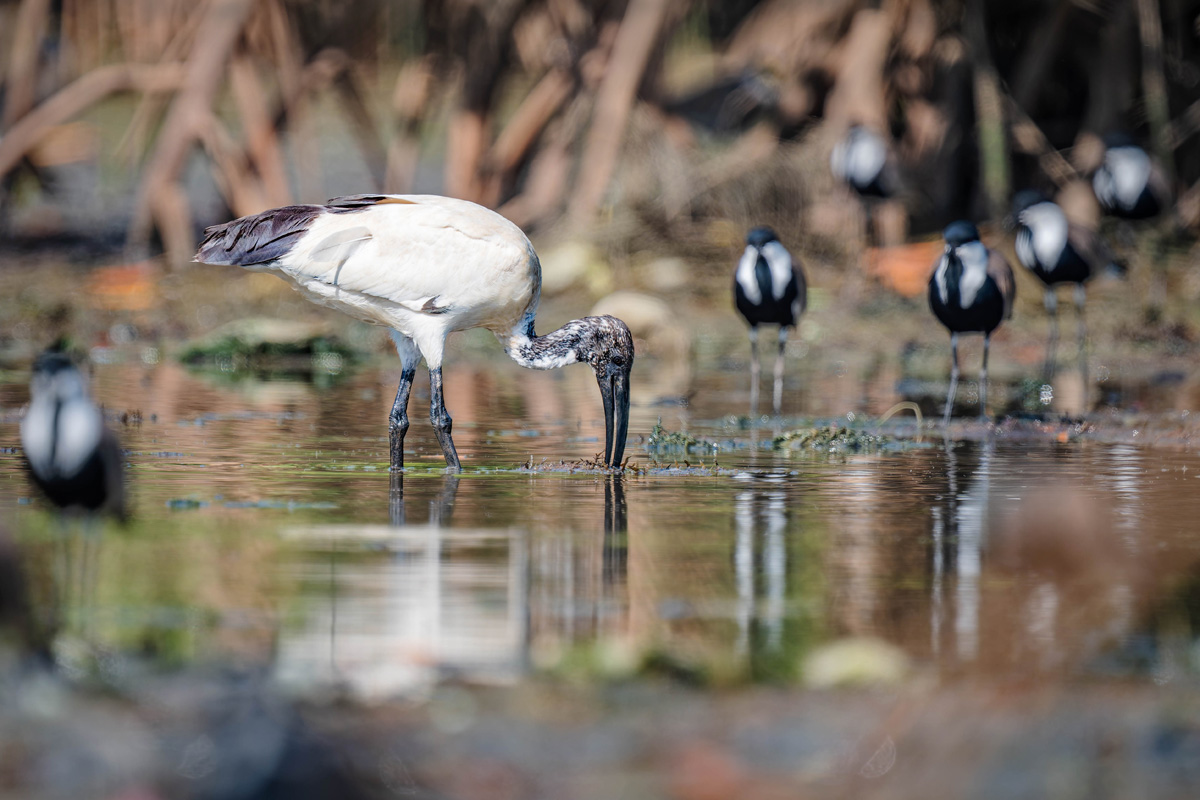 2024-12-15 116 African Sacred Ibis.jpg