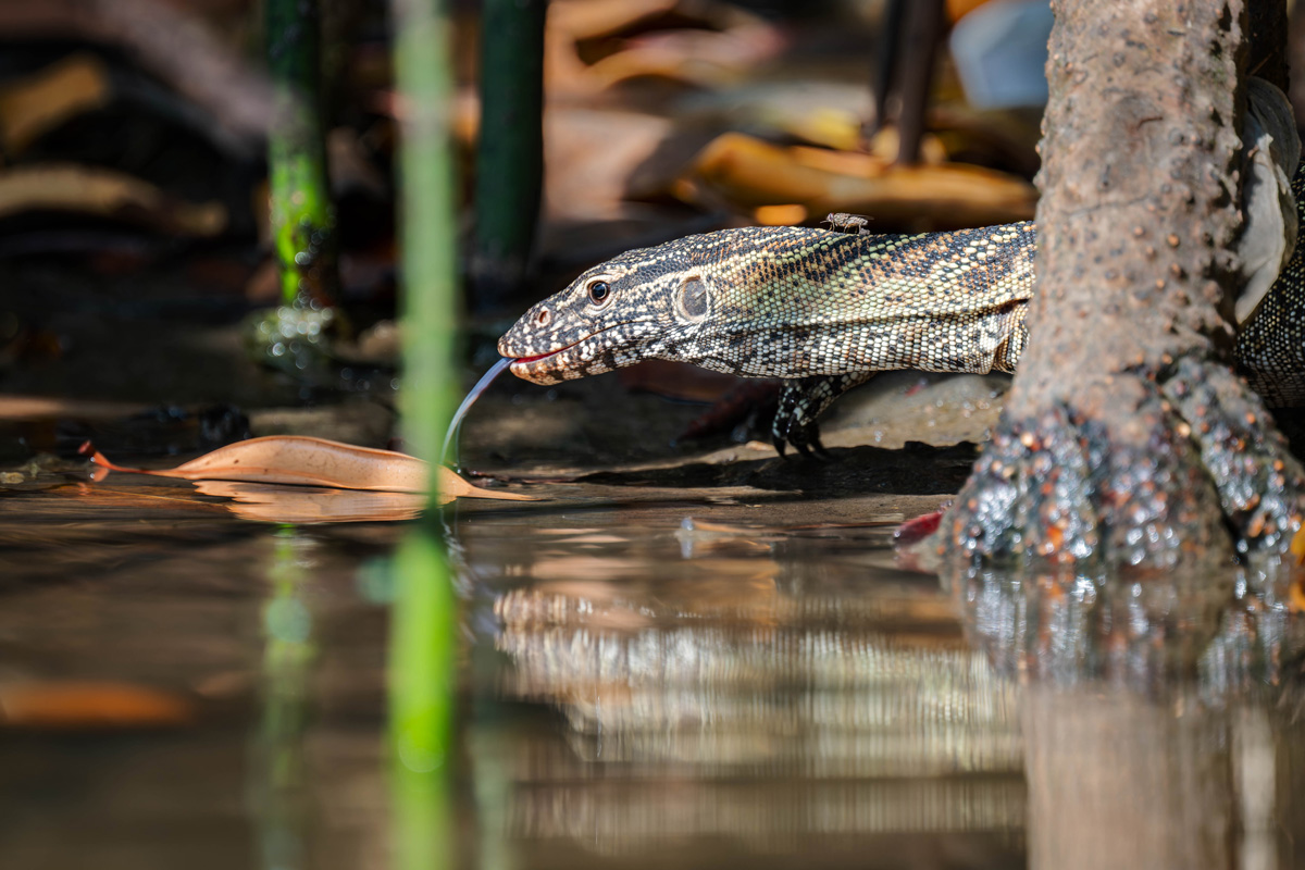 2024-12-15 121 Lizard.jpg