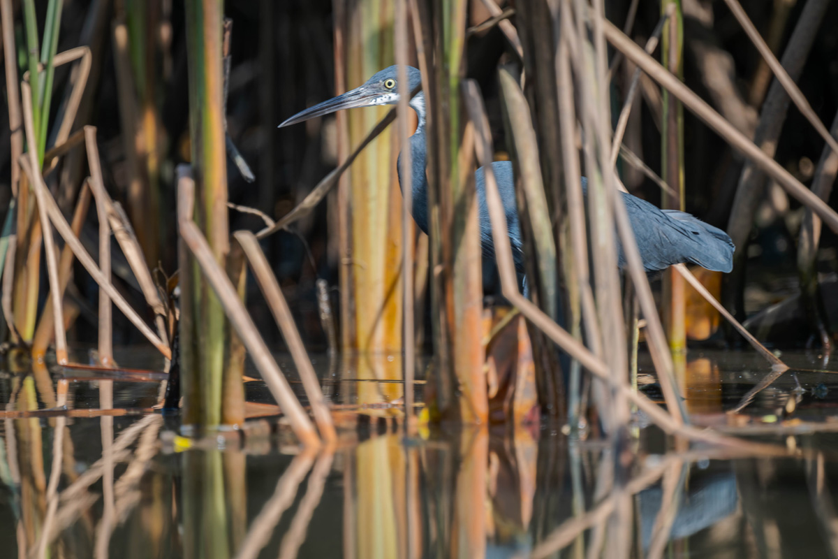 2024-12-15 132 Black Heron.jpg