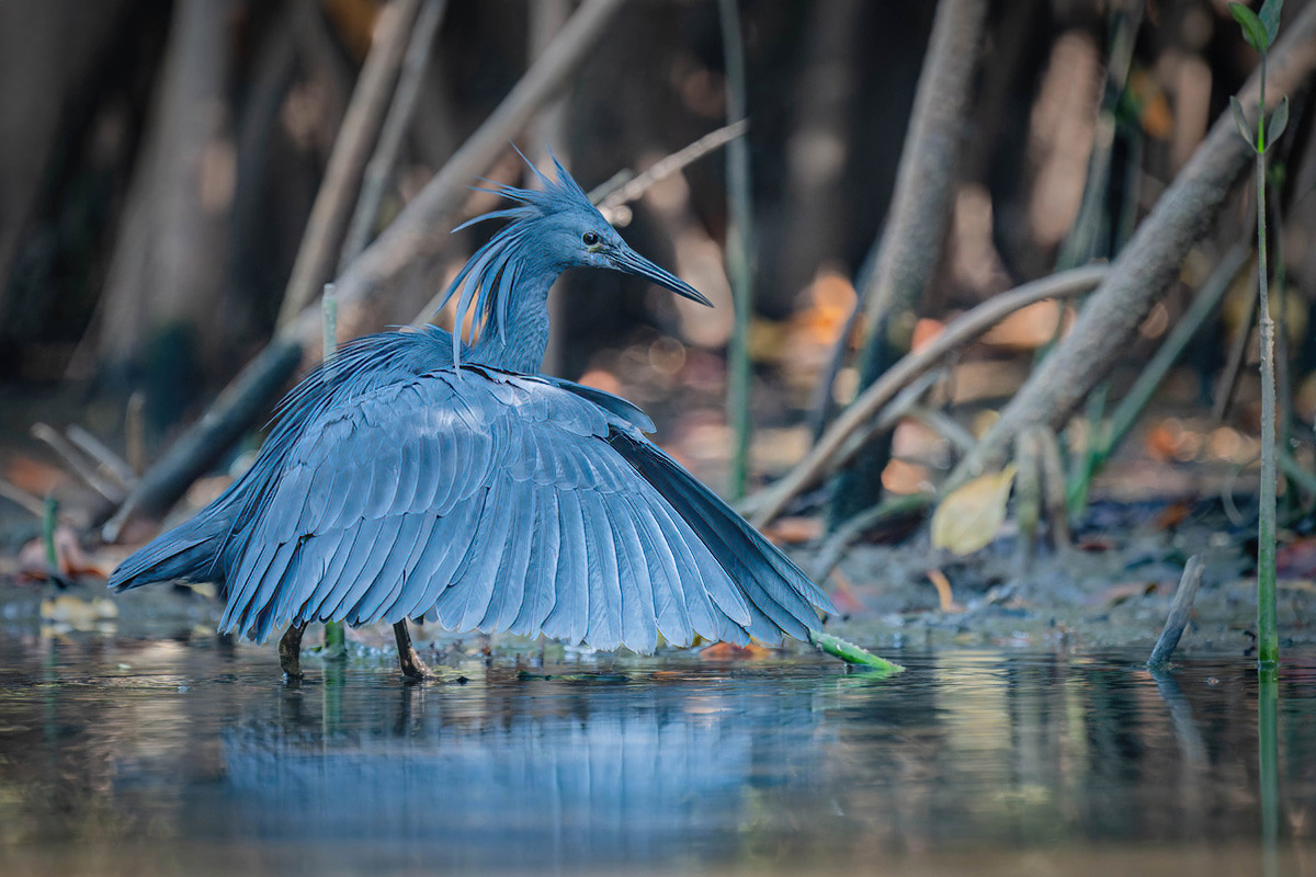 2024-12-15 171 Black Heron.jpg