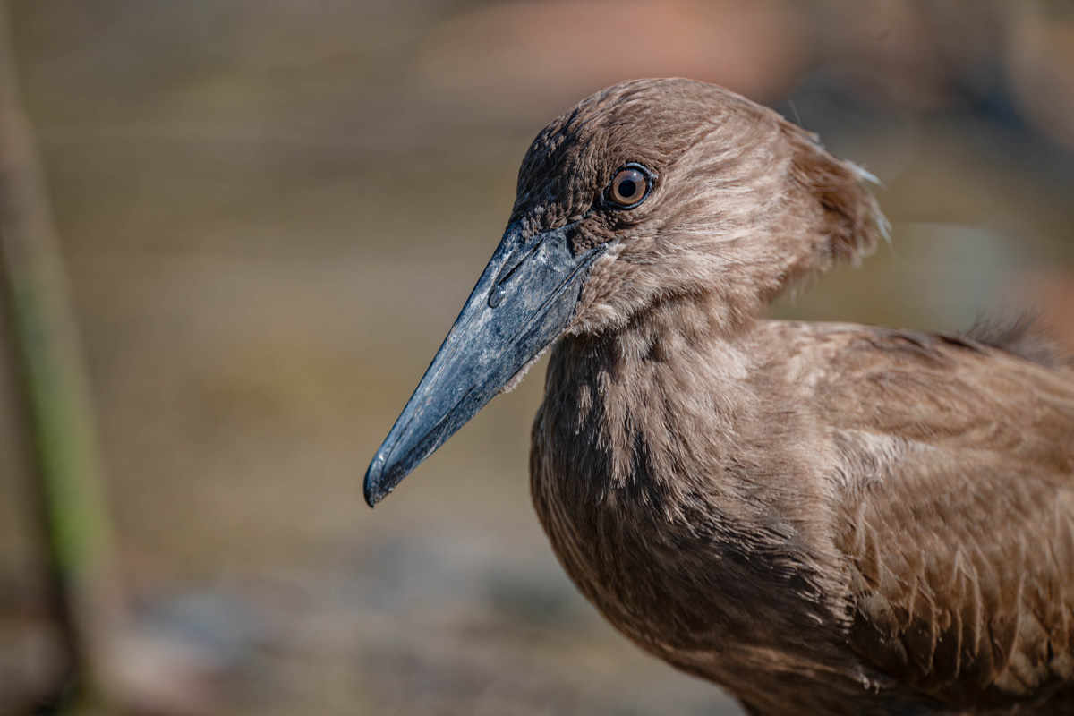 2024-12-15 176 Hamerkop.jpg