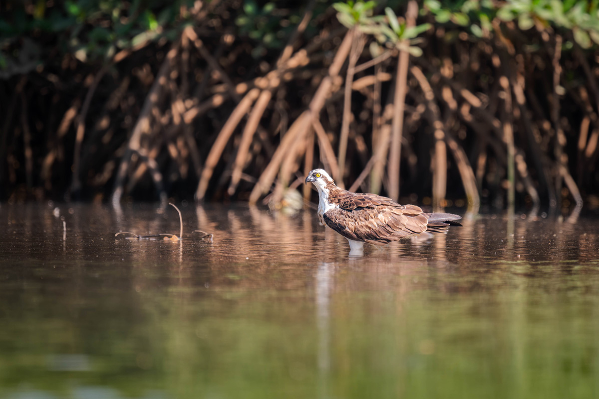2024-12-15 179 Osprey.jpg