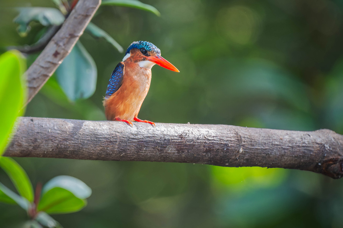2024-12-15 189 Malachite Kingfisher.jpg