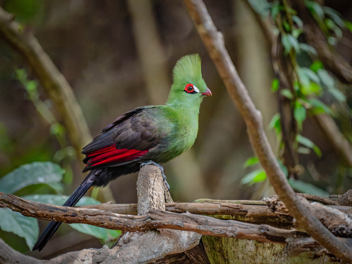 2024-12-16 010 Green Turaco.jpg