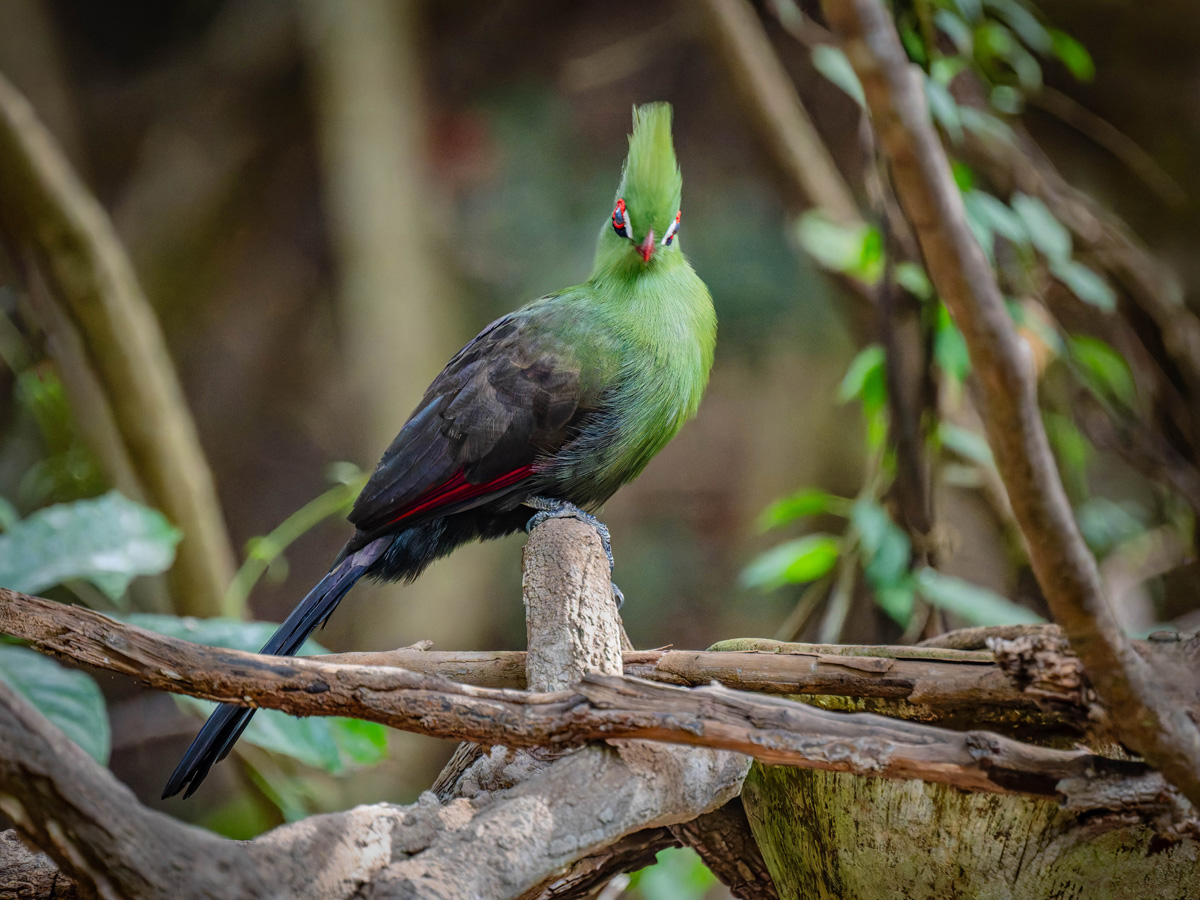 2024-12-16 012 Green Turaco.jpg
