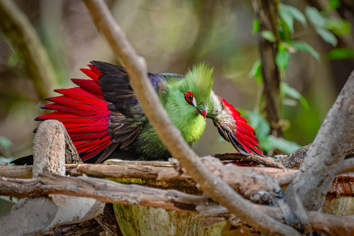 2024-12-16 015 Green Turaco.jpg