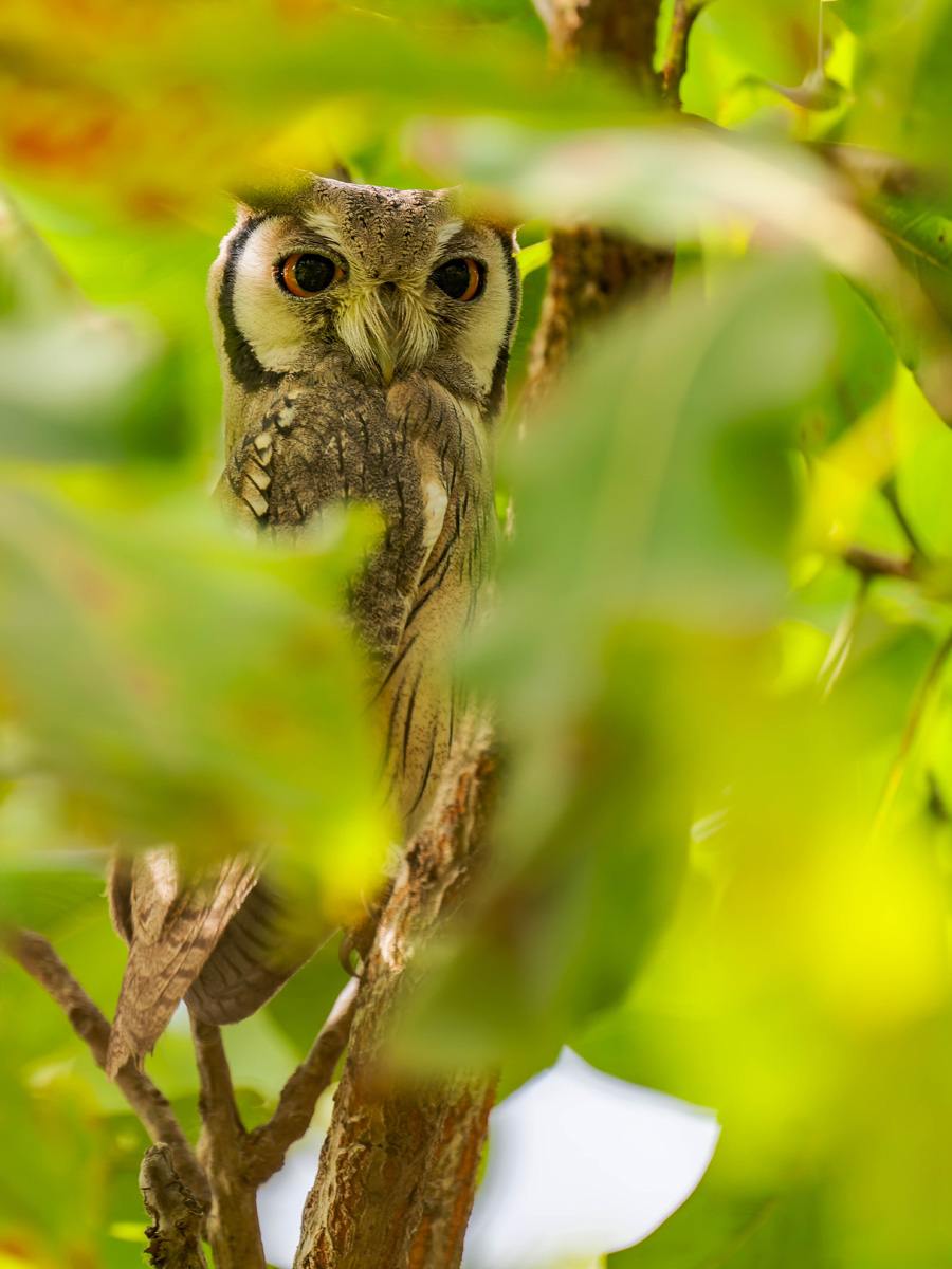 2024-12-16 039 Northern White-faced Owl.jpg