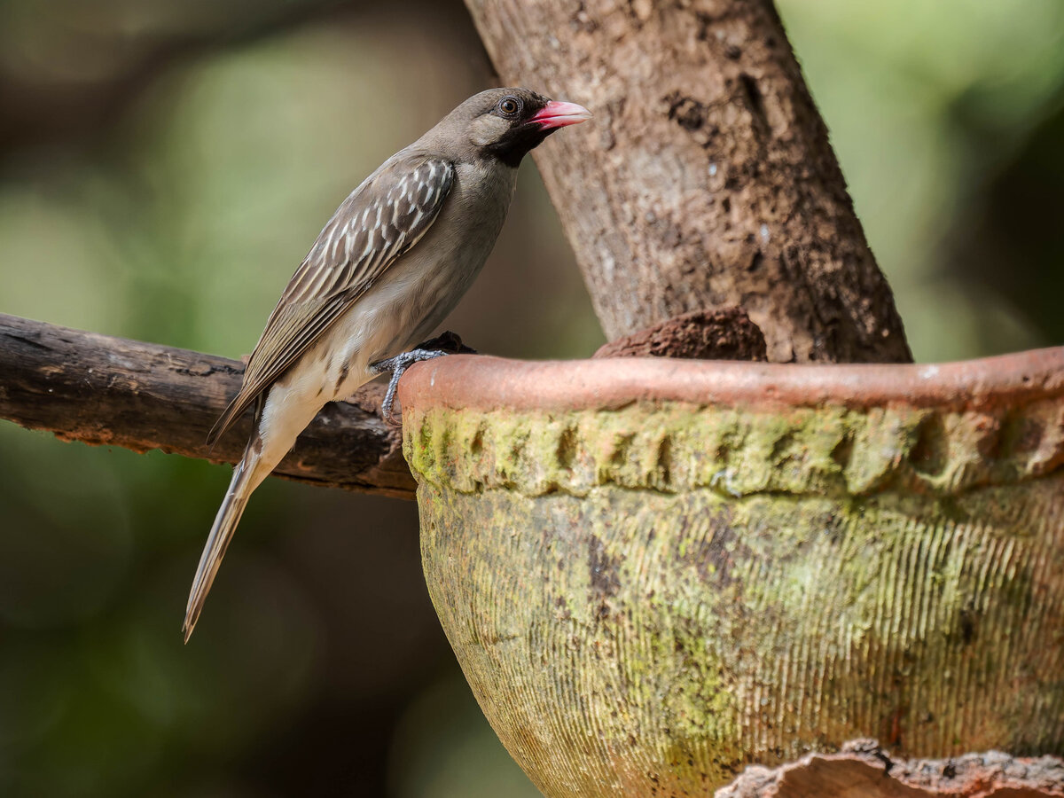 2024-12-16 055 Greater Honeyguide.jpg