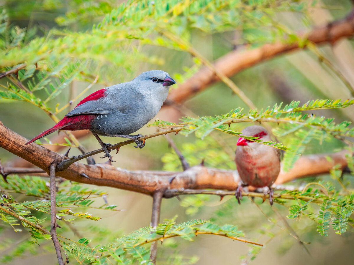 2024-12-16 064 Lavender Waxbills.jpg