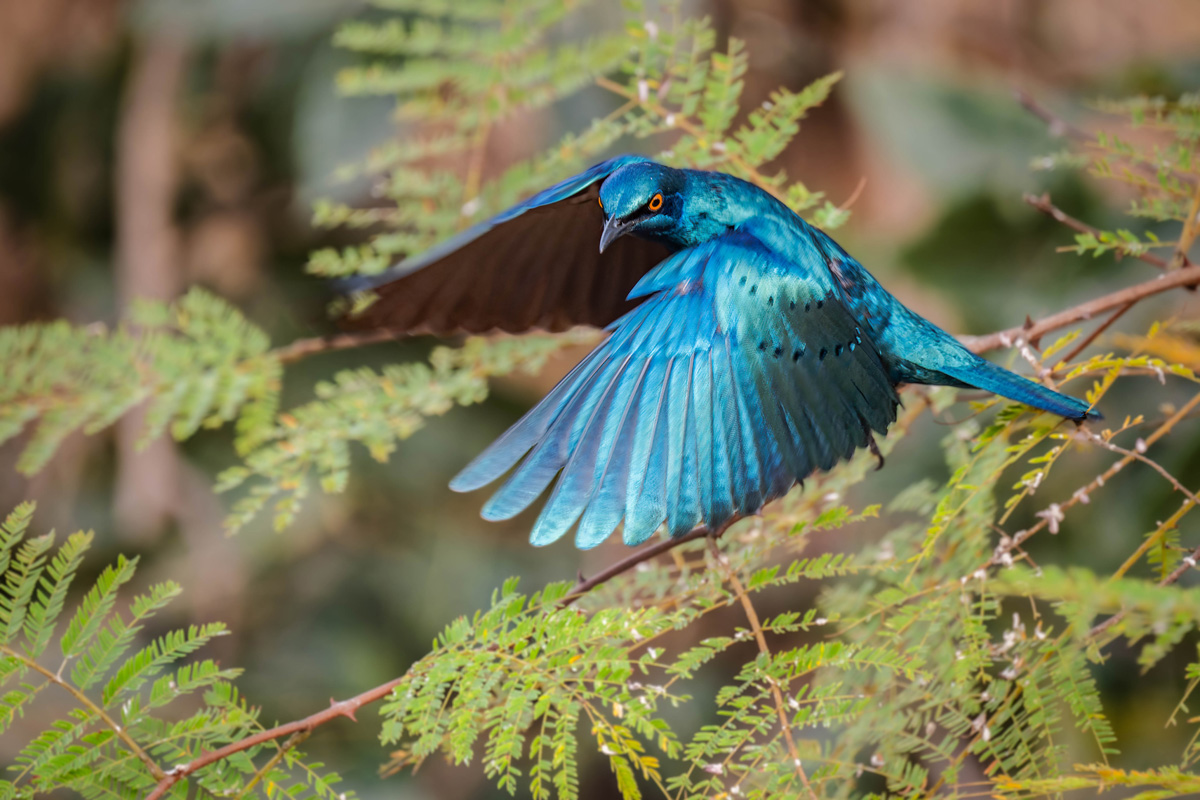 2024-12-16 070 Lesser Blue-eared Starling in Flight.jpg