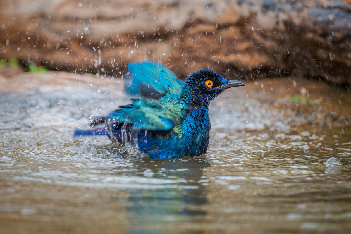 2024-12-16 075 Greater Blue-eared Starling Bathing.jpg