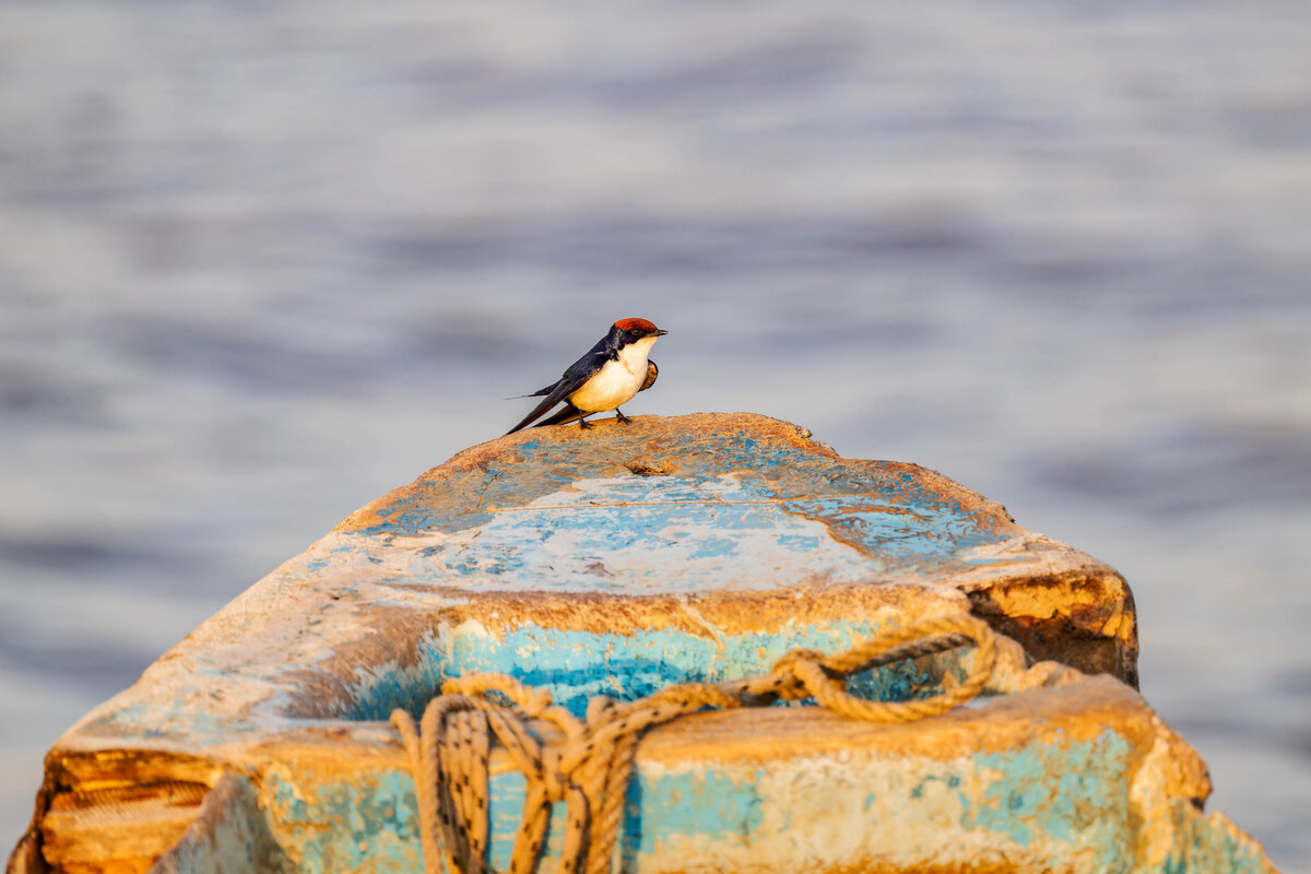 2024-12-17 001 Mosque Swallow.jpg