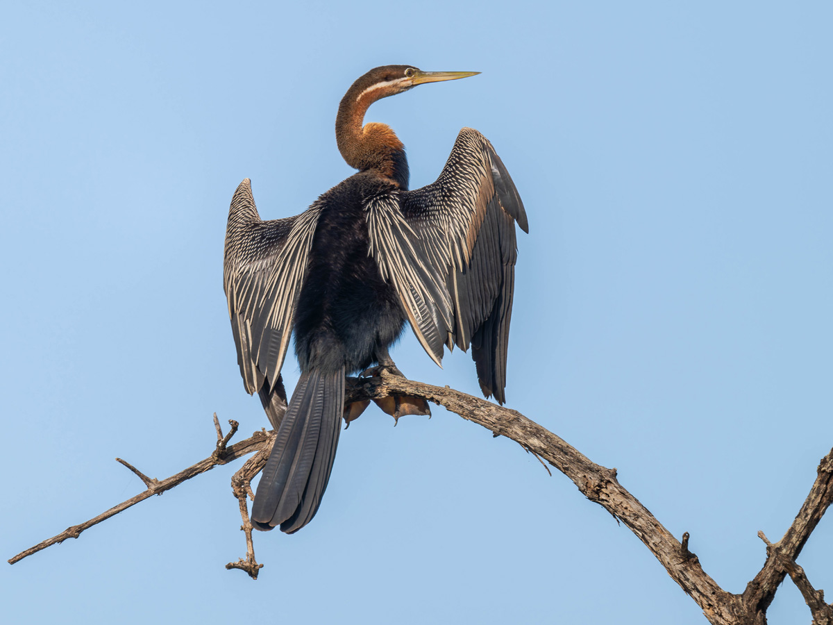 2024-12-17 025 African Darter.jpg