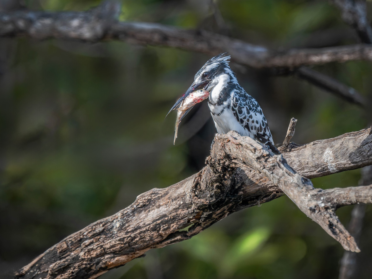 2024-12-17 027 Pied Kingfisher with Fish.jpg