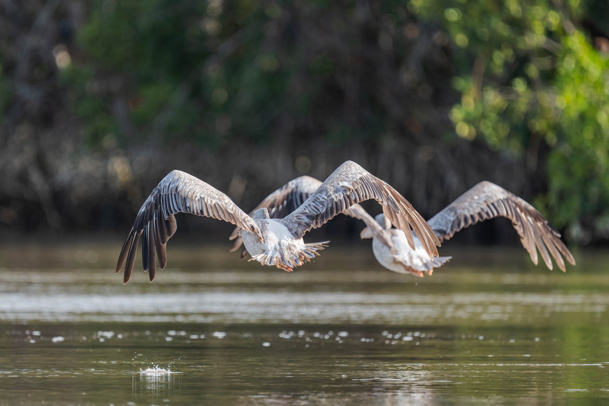 2024-12-17 030 Great White Pelicans in Flight.jpg