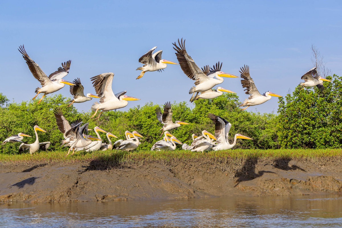 2024-12-17 044 Great White Pelicans in Flight.jpg